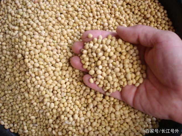 外媒揭示核心事實 白宮應傾聽谷物貿易真相